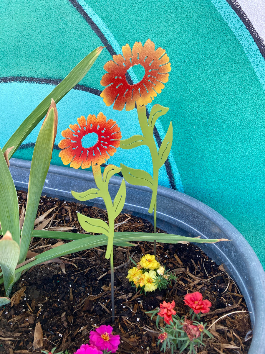 Indian Blanket Flower