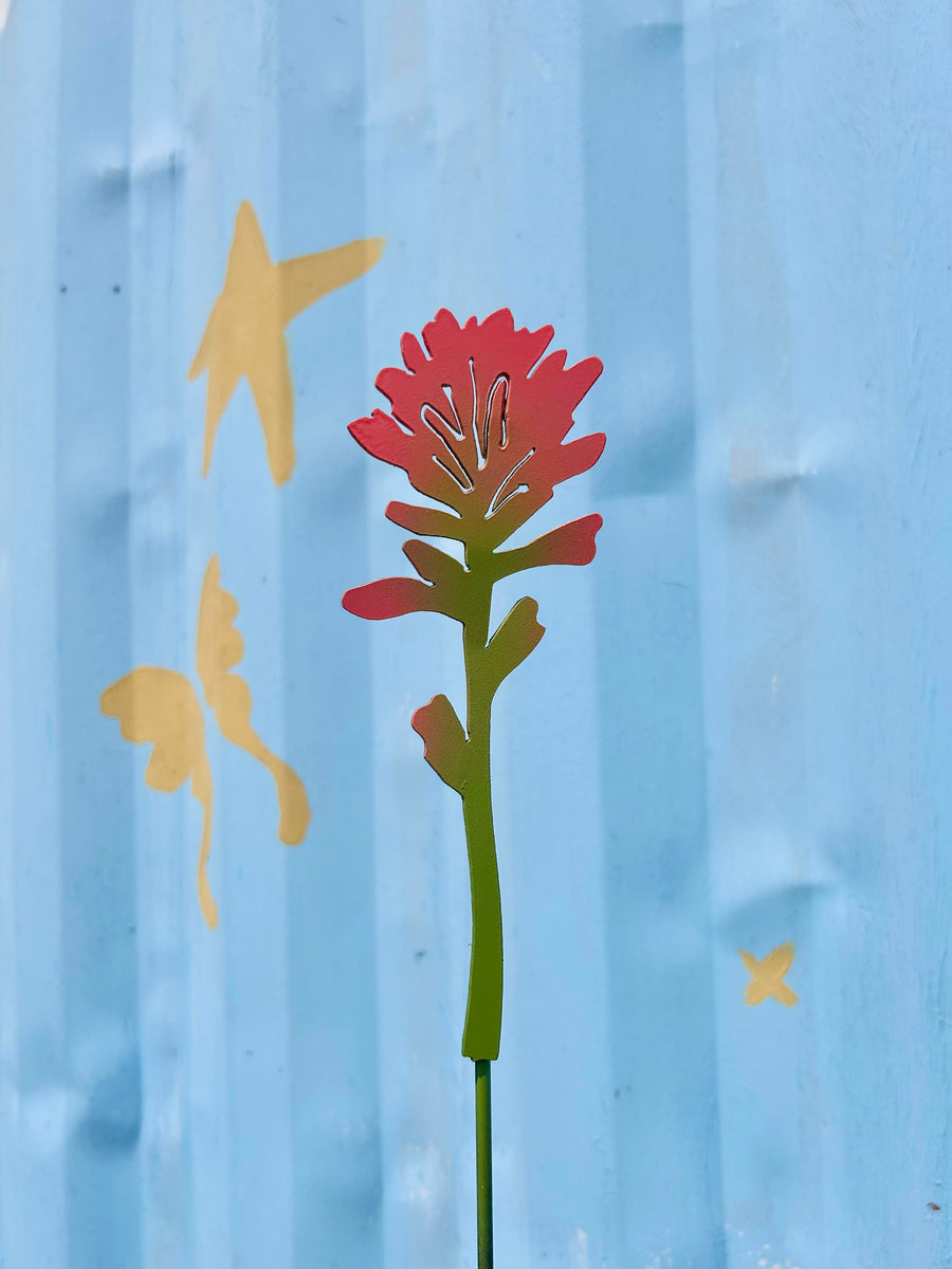 Indian Paintbrush